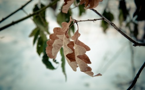 Image brown leaves in tilt shift lens