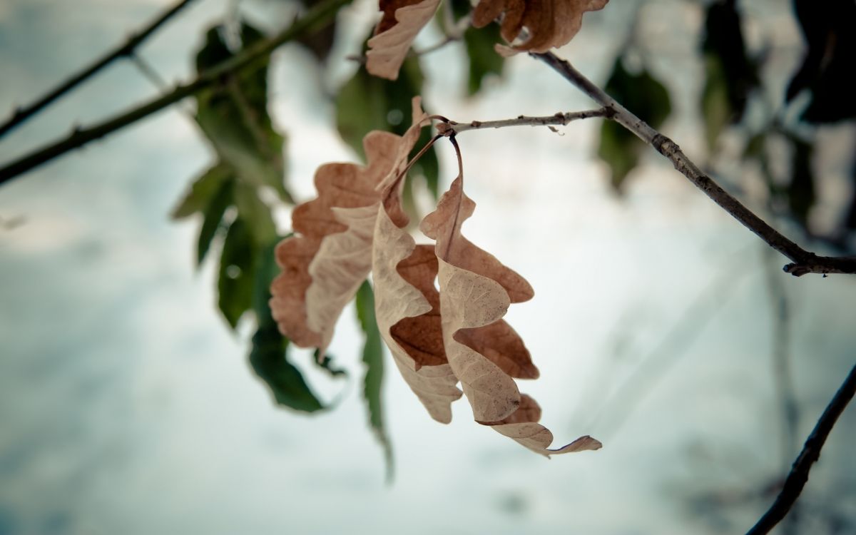 brown leaves in tilt shift lens