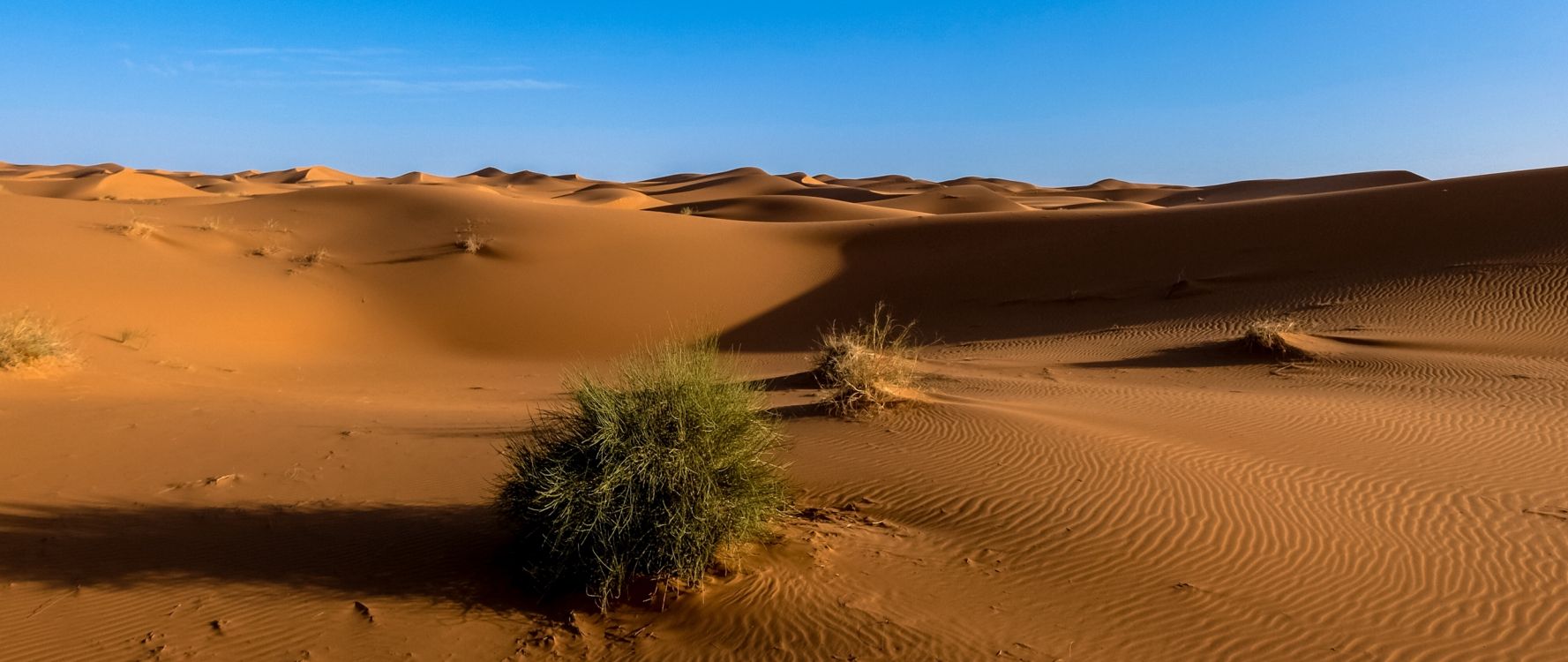 Green Plant on Brown Sand. Wallpaper in 2560x1080 Resolution