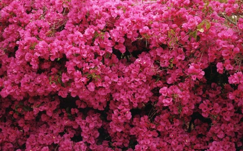 Image pink flowers with green leaves