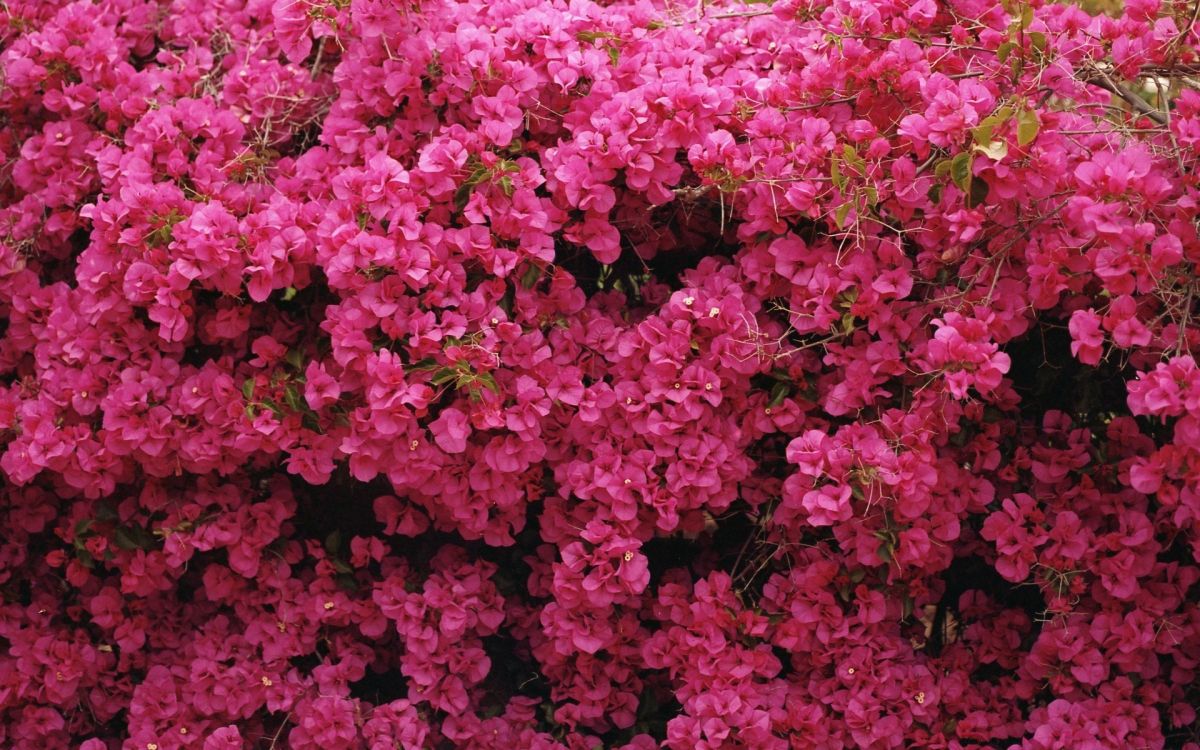 pink flowers with green leaves