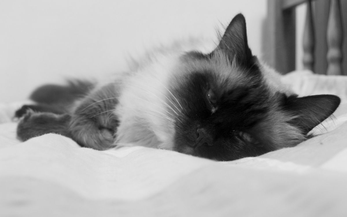 black and white cat lying on white textile