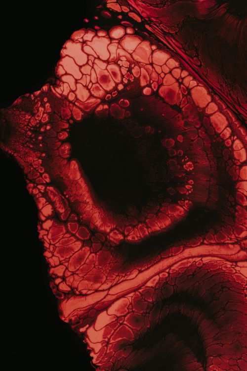 Rote Rose Mit Wassertropfen. Wallpaper in 3787x5680 Resolution