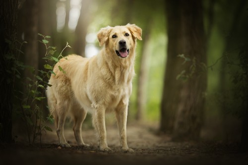 Image golden retriever walking on dirt road during daytime