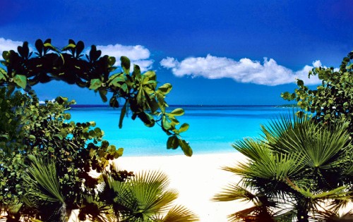 Image green palm tree near blue sea under blue sky during daytime