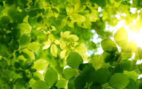 Image green leaves in macro shot