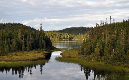 Image green trees beside lake under white clouds and blue sky during daytime