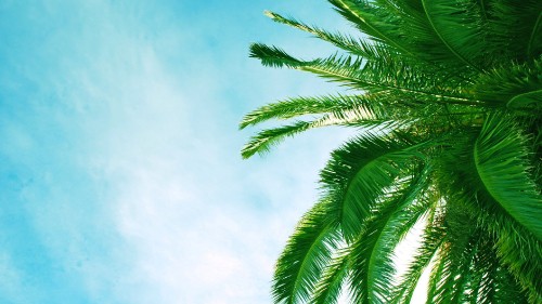 Image green palm tree under blue sky during daytime