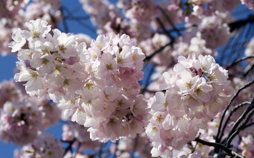 Image white cherry blossom in bloom during daytime