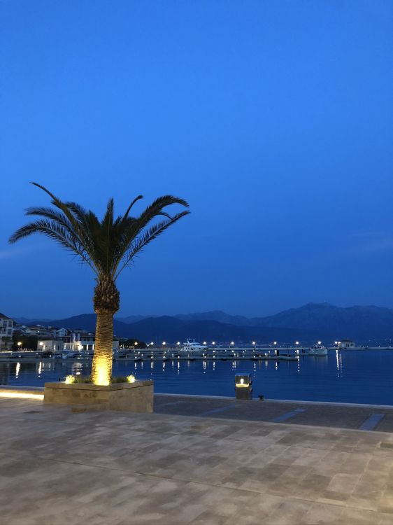 palm trees, water, tourism, horizon, azure