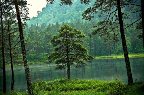 Image green trees beside lake during daytime