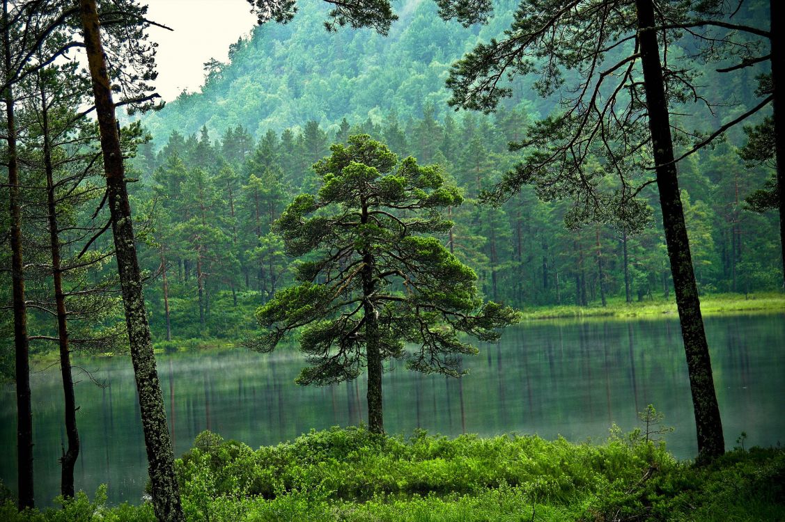 green trees beside lake during daytime