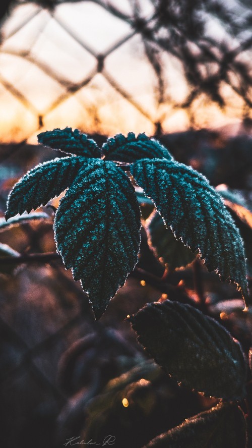 Image leaf, science, plant, biology, branch