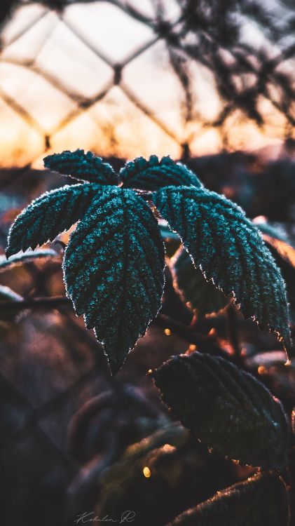 leaf, science, plant, biology, branch