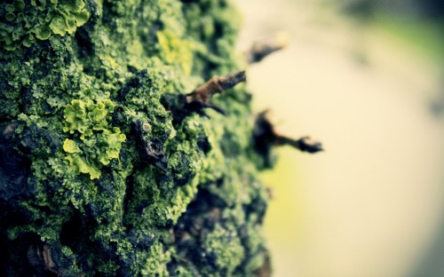 Image brown and black caterpillar on green moss