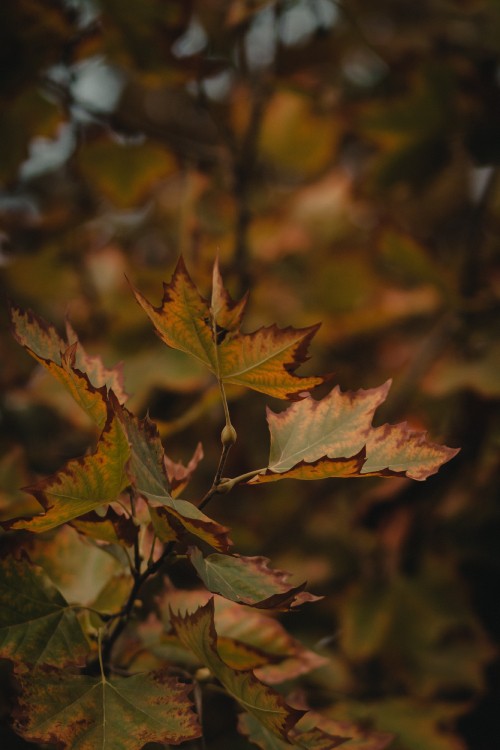 Image maple leaf, leaf, tree, plant, autumn