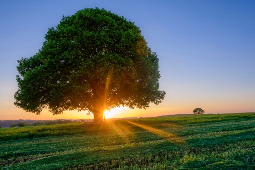 Image green tree on green grass field during sunset