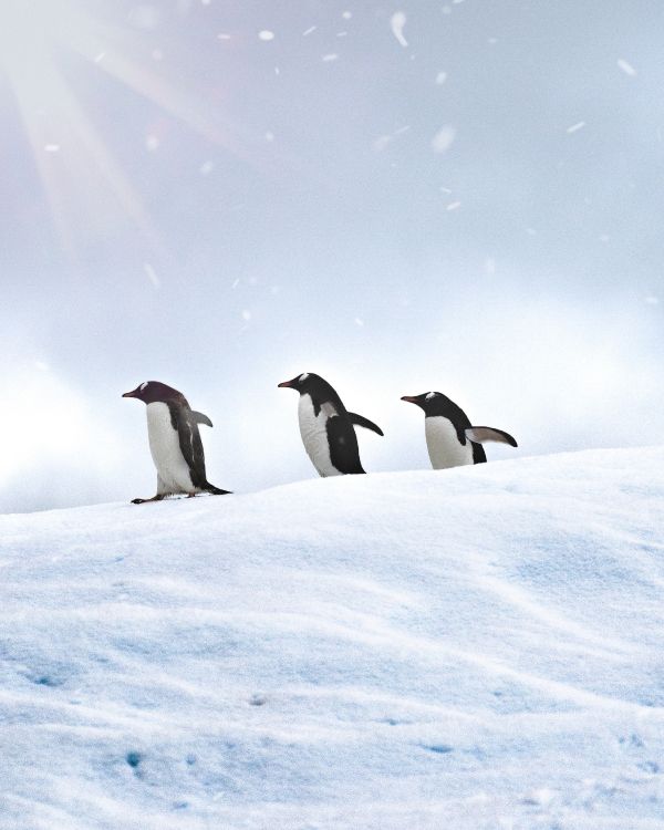 3 Pinguine Auf Schneebedecktem Boden Tagsüber. Wallpaper in 2550x3187 Resolution