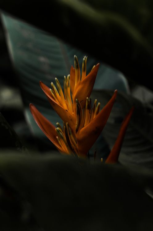 Orange Flower in Close up Photography. Wallpaper in 3108x4692 Resolution
