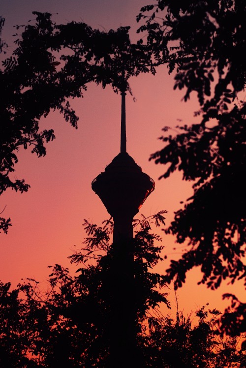 Image silhouette of tree during sunset