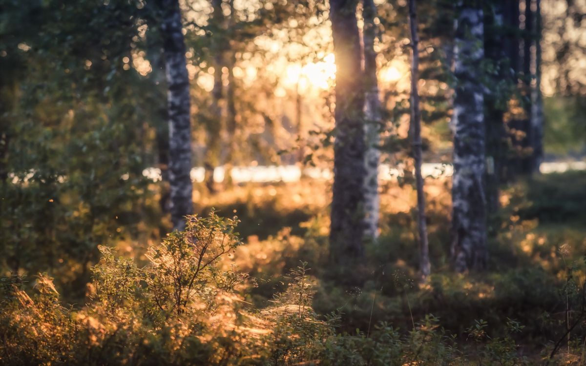 brown and green trees during daytime