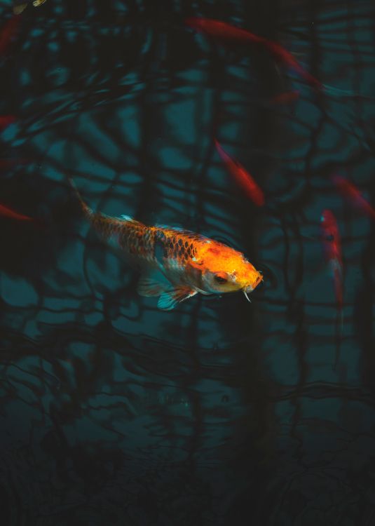 orange and white fish in water