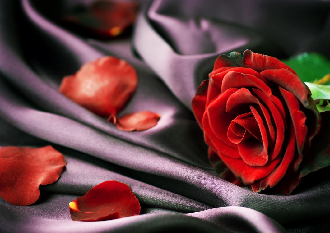 Rose Rouge Sur Textile Gris. Wallpaper in 4500x3180 Resolution