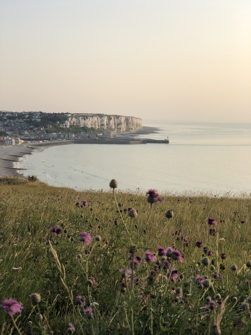 Image coast, body of water, natural environment, shore, flower