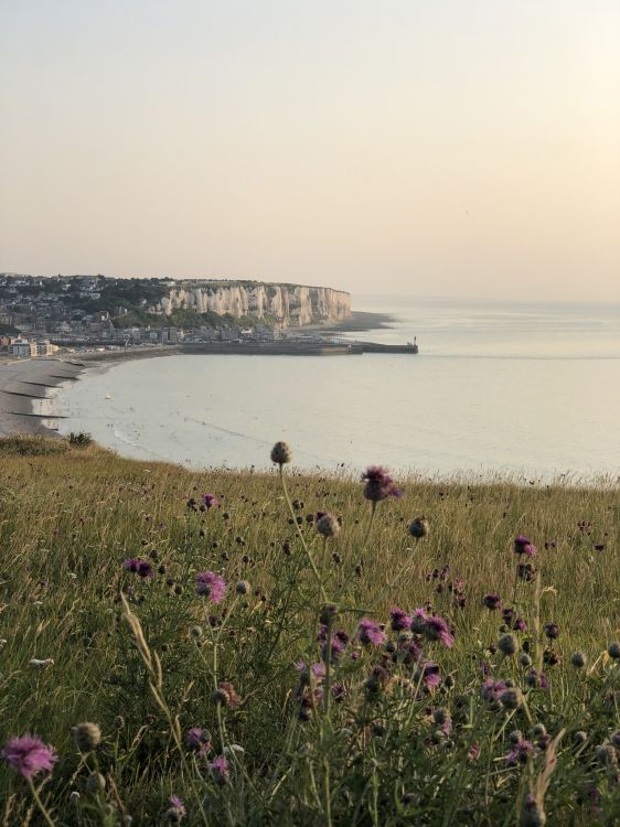 coast, body of water, natural environment, shore, flower