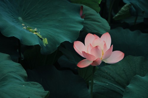 Image pink lotus flower in bloom during daytime