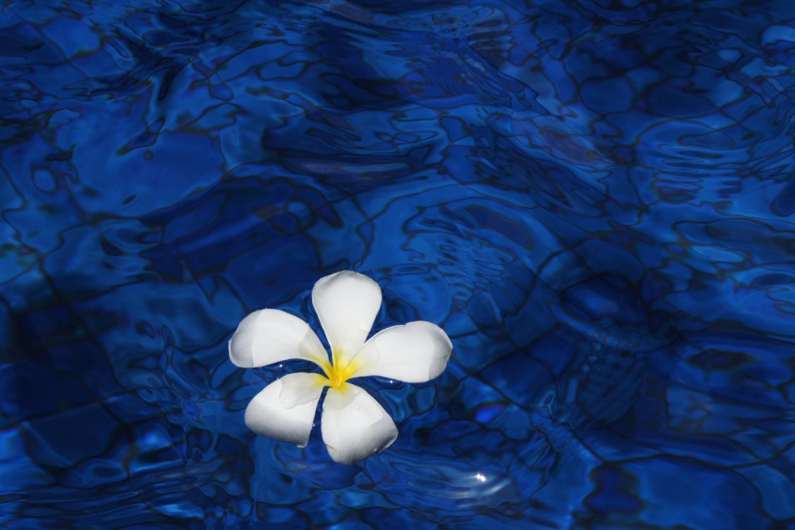 Fleur Blanche Sur Plan D'eau. Wallpaper in 4272x2848 Resolution