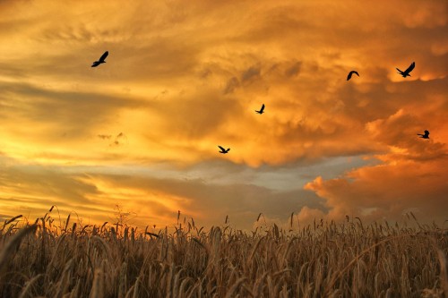 Image birds flying over brown grass during sunset