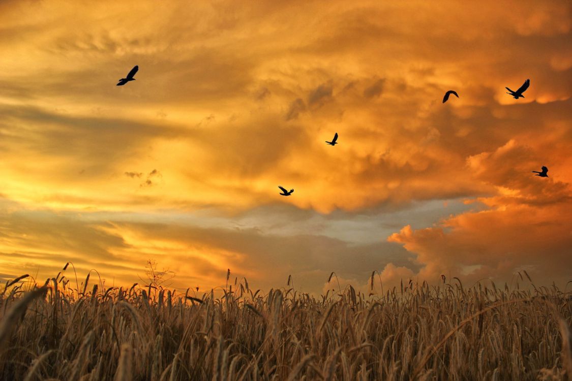 birds flying over brown grass during sunset