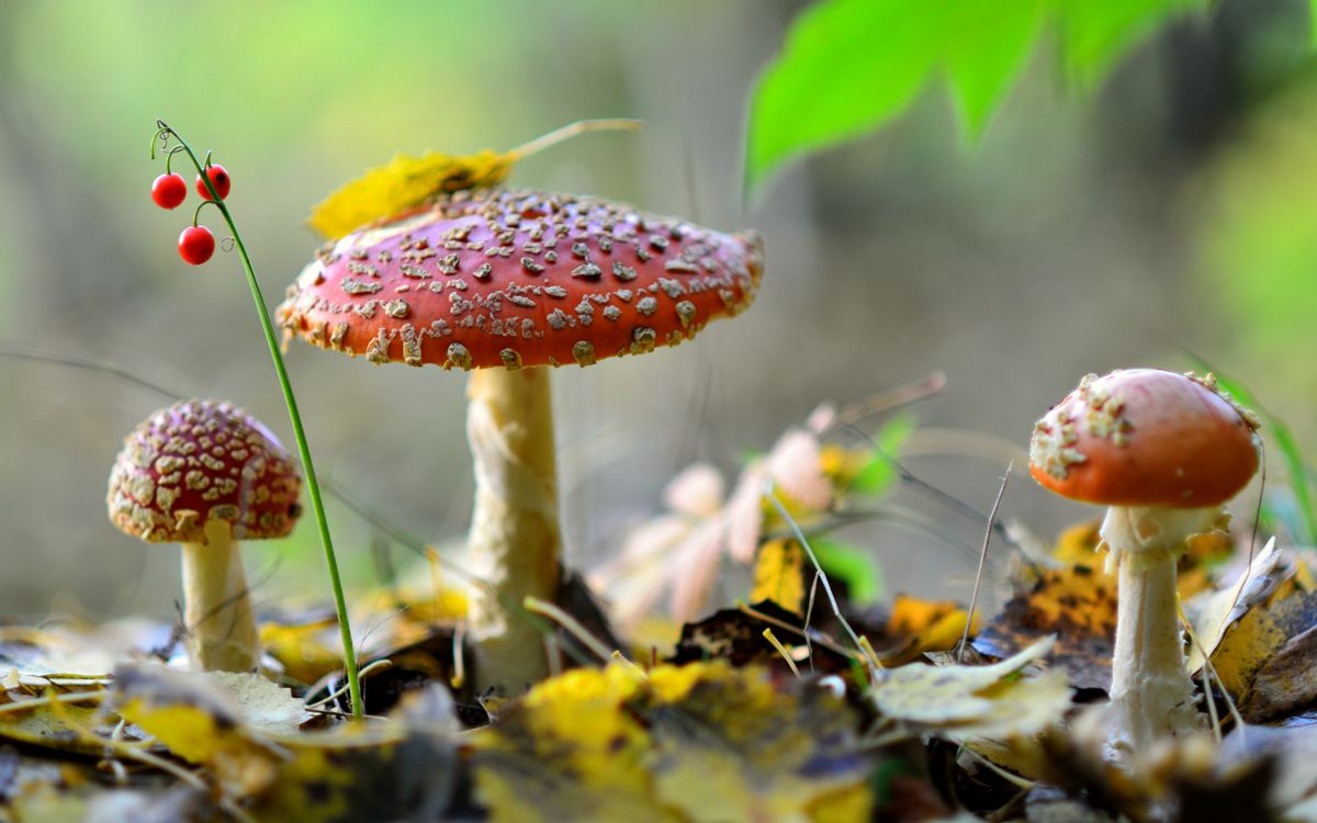 蘑菇, 真菌, 牛肝菌, 植物干, 弹簧 壁纸 2560x1600 允许