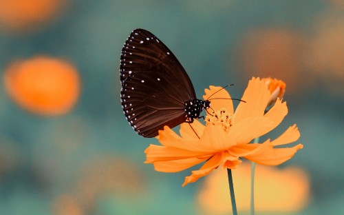 Image brown and black butterfly on yellow flower