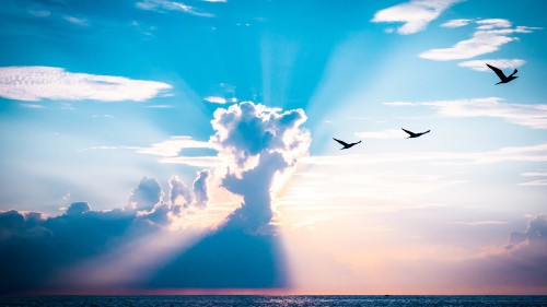 Image cloud, atmosphere, daytime, afterglow, bird