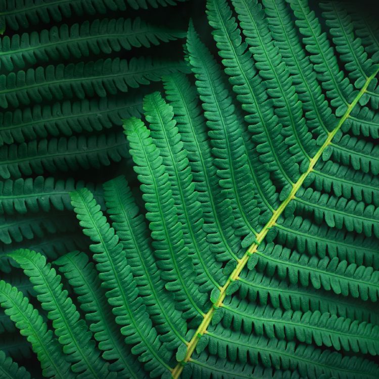 Asus Zenfone 10, Asus, Fhd, Green, Feuille. Wallpaper in 2400x2400 Resolution