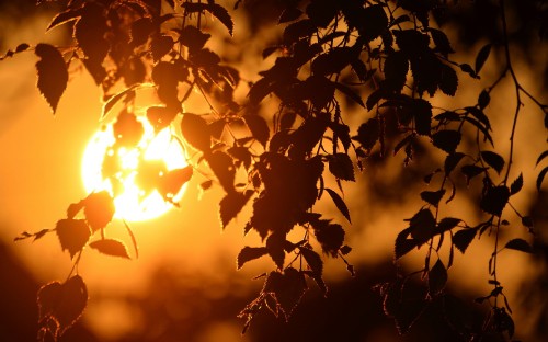 Image silhouette of tree during sunset