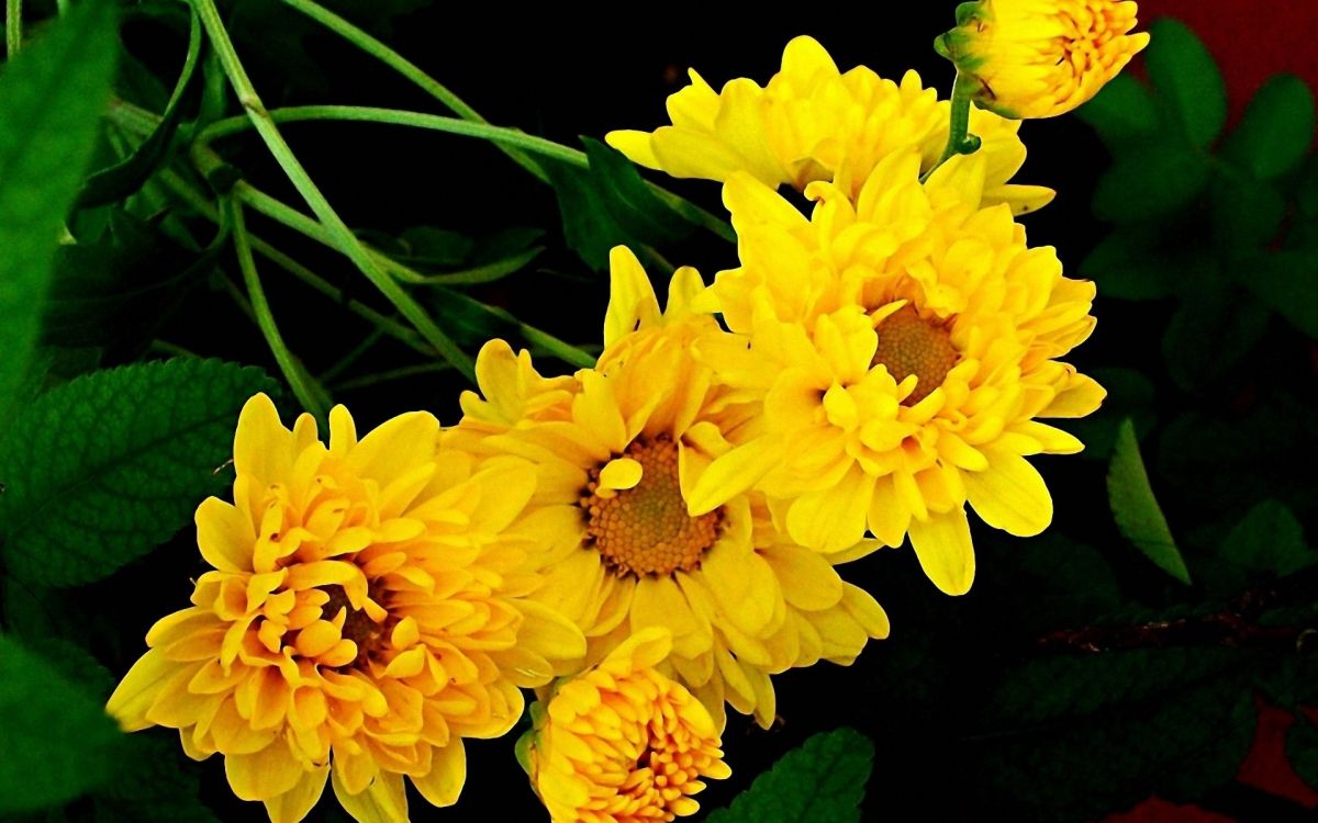 yellow flower with green leaves