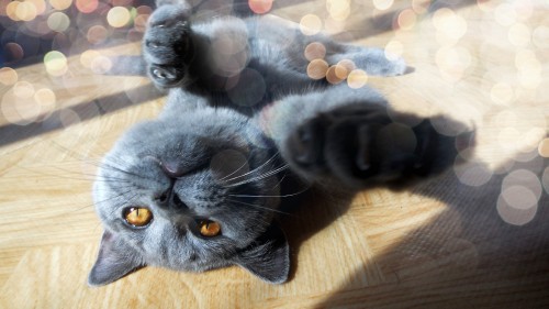 Image russian blue cat on brown wooden table