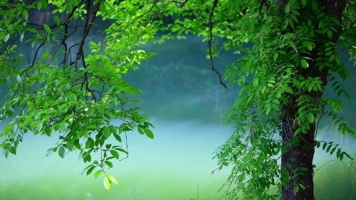 Image green tree on green grass field