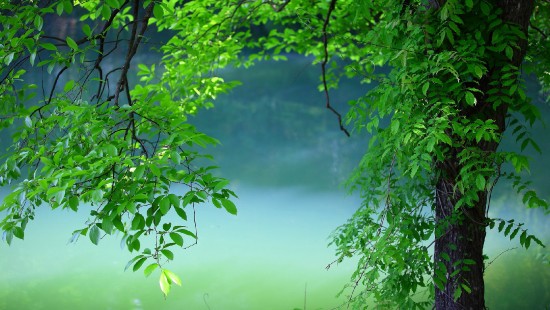 Image green tree on green grass field