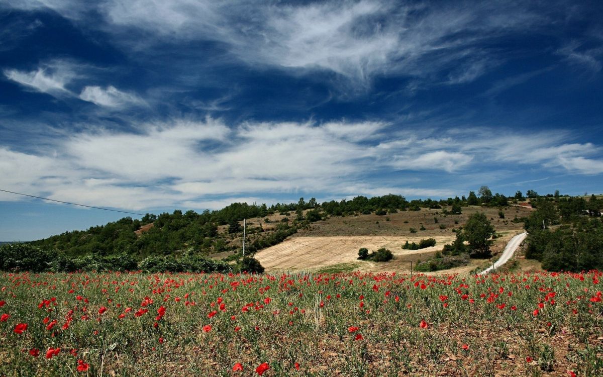 Campo de Flores Rojas Bajo el Cielo Nublado Durante el Día. Wallpaper in 1920x1200 Resolution