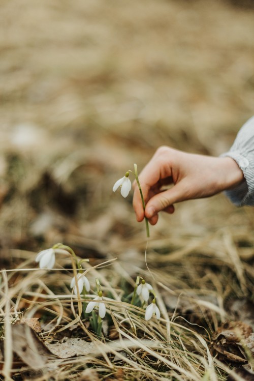 Image person in blue long sleeve shirt holding white flower