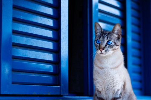 Fondos de Pantalla Los Gatos Callejeros, Imágenes HD Los Gatos Callejeros, Descargar Imágenes Gratis Fondos de Pantalla Los Gatos Callejeros, Imágenes HD Los Gatos Callejeros, Descargar Imágenes Gratis