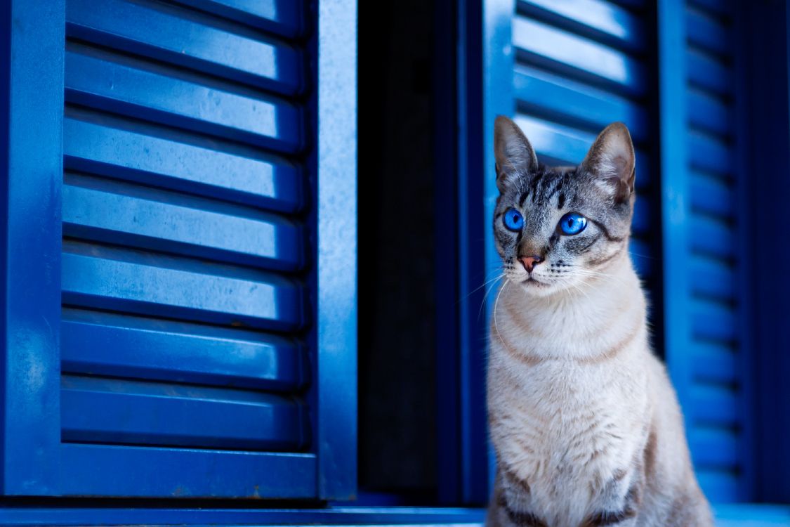 white and brown tabby cat