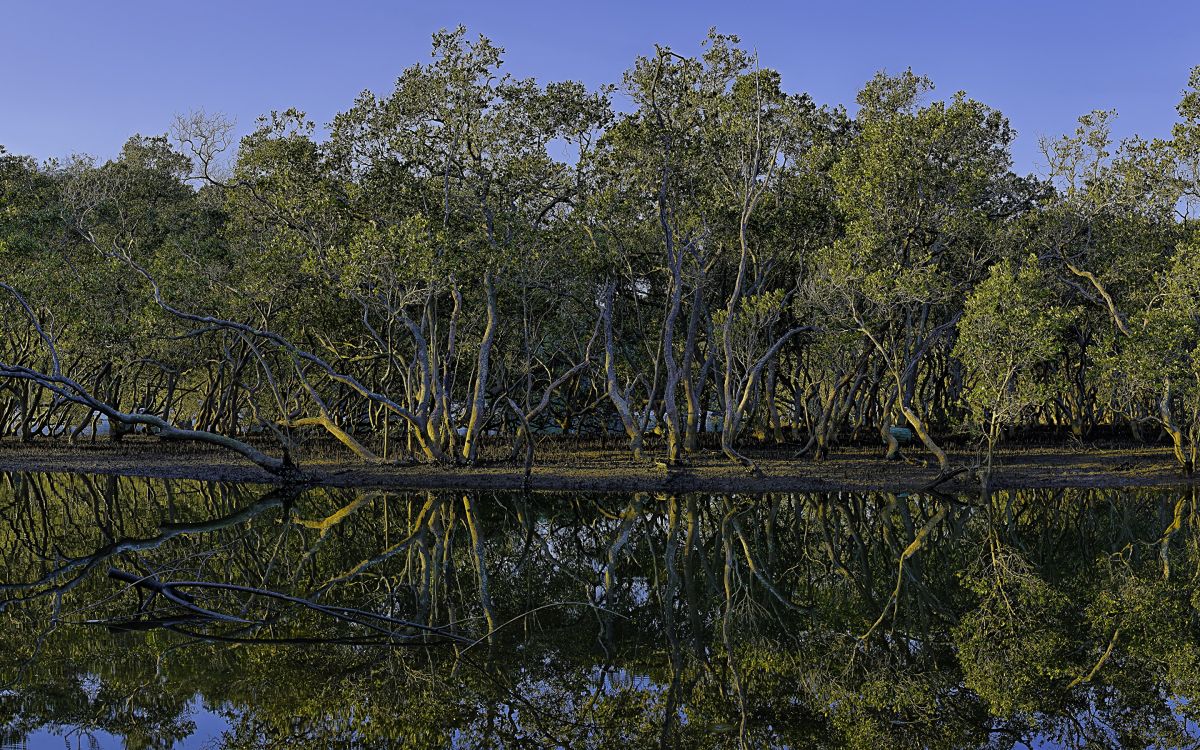反射, 性质, 植被, 自然保护区, 生态系统 壁纸 2880x1800 允许