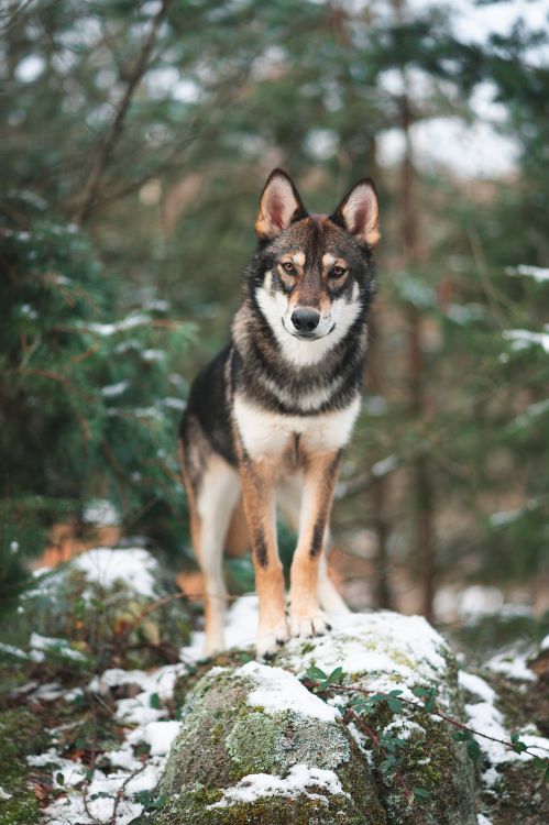 Schwarz-Weiß-Siberian Husky Auf Schneebedecktem Boden Tagsüber. Wallpaper in 3315x4973 Resolution