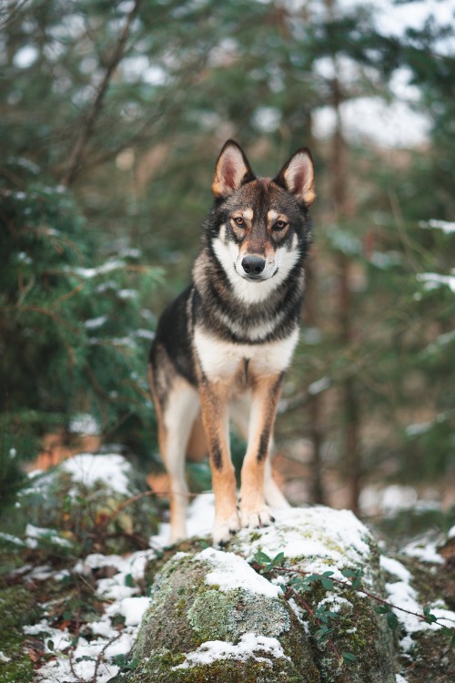 Image black and white siberian husky on snow covered ground during daytime