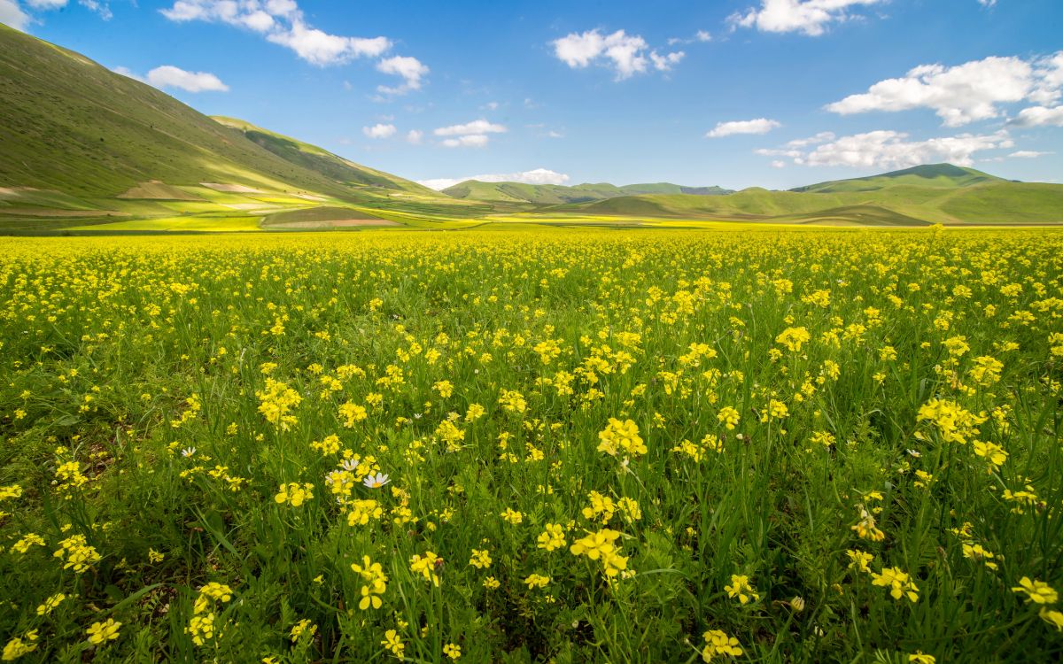 草地上, 油菜, 黄色的, 放牧, 花花园 壁纸 5825x3639 允许